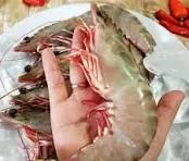 Udang Bago