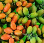 Buah Tangkil