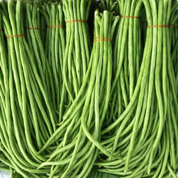 Kacang Panjang