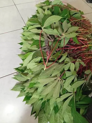 daun singkong 1 gabung