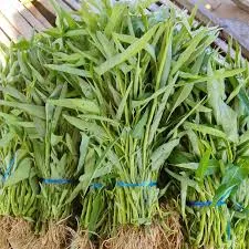 Kangkung 1 gabung