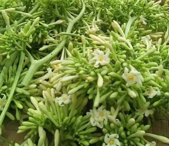 kembang paya