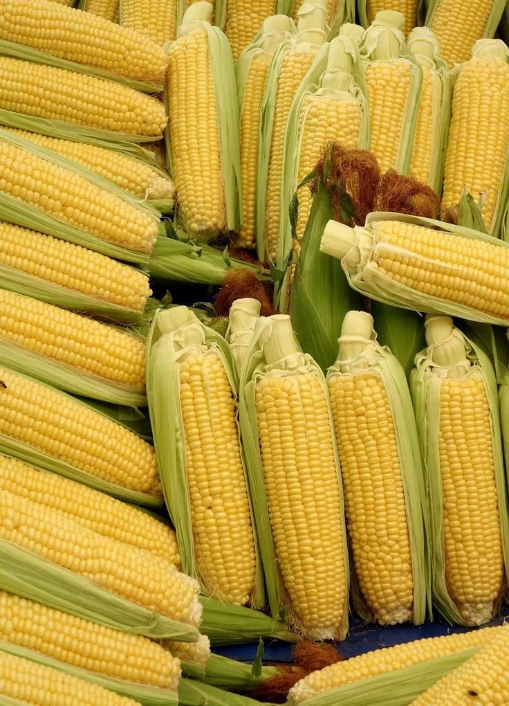 Jagung