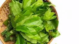 Daun Tangkil